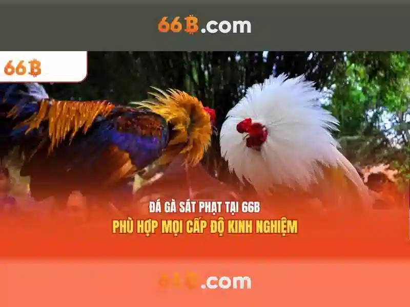 tài khoản 66b - 66B