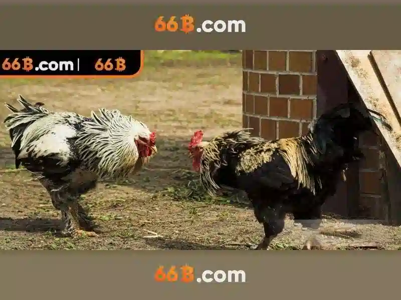 kinh nghiệm cá cược - 66B