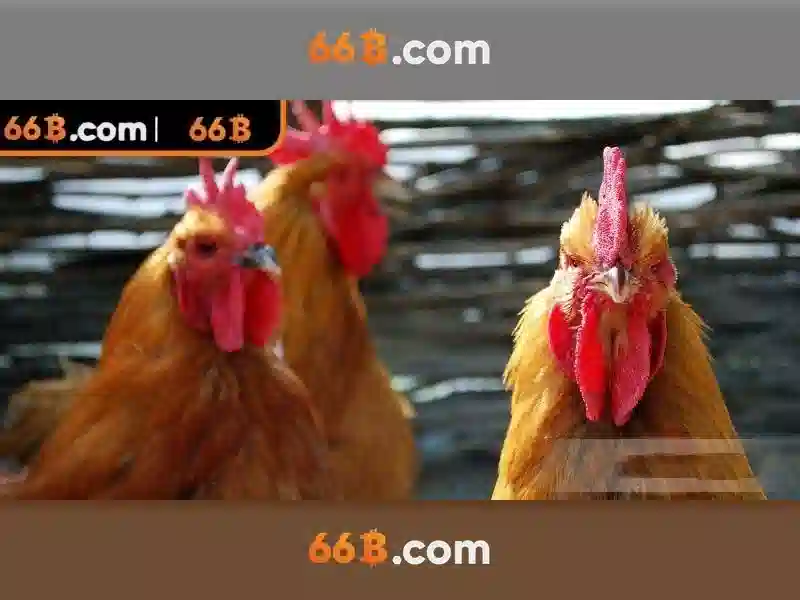 66b - Trải nghiệm cá cược trực tuyến đỉnh cao tại grindrgratis.com